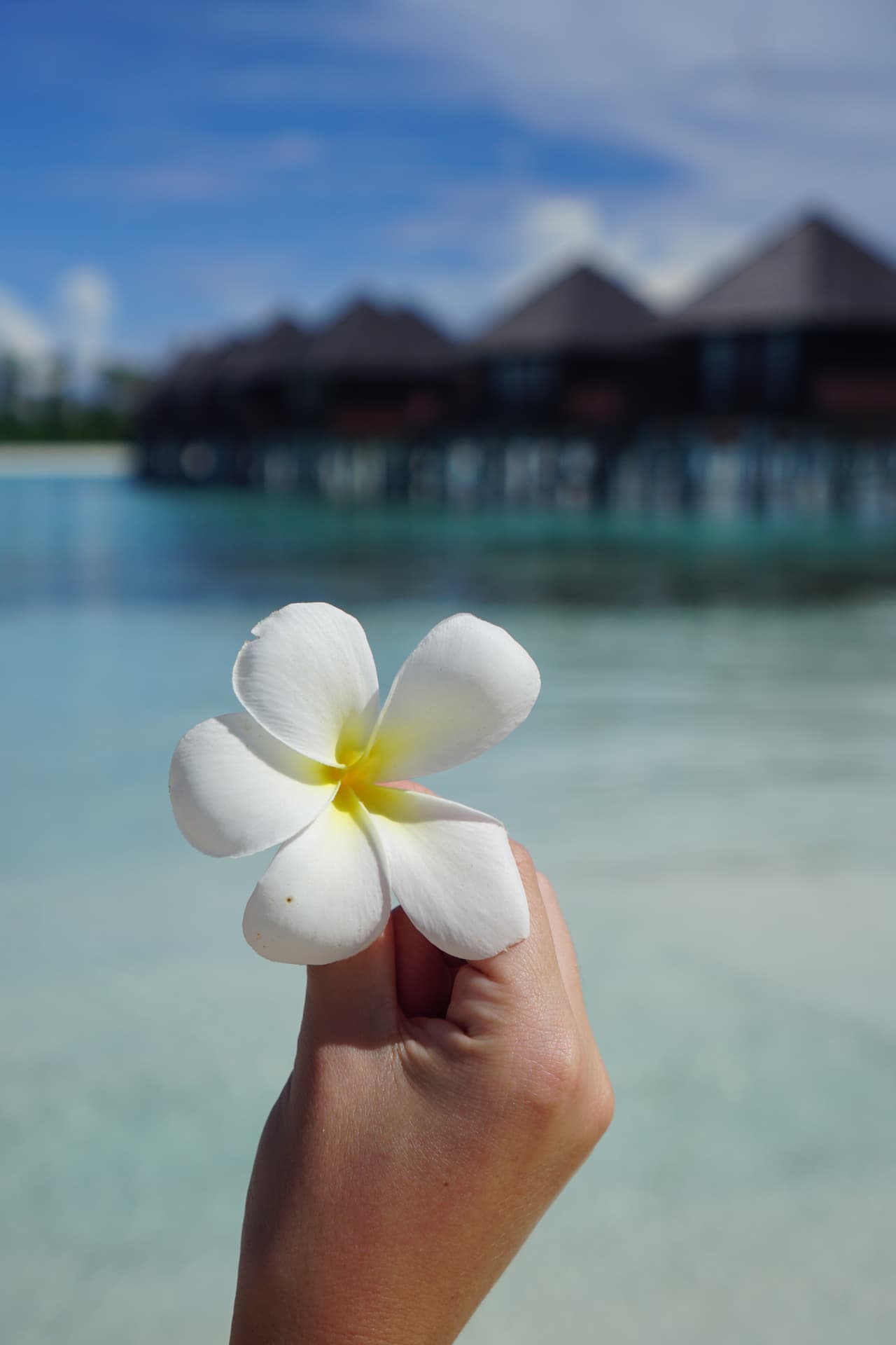 Hand holding a frangipani flower in front of overwater villas and a turquoise lagoon